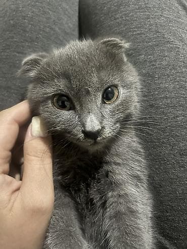 Ветеринар кызматы: Скотиш Фолд (Шотландиялык шалпаң кулак), 1 жаш, Ургаачы, Боз, Лотокко барууга үйрөтүлгөн — 2