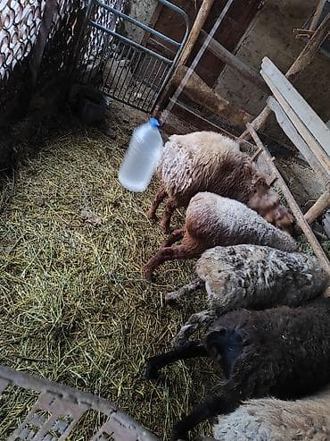 Баран, овца: Продаю | Баран (самец) | Для разведения | Матка — 2