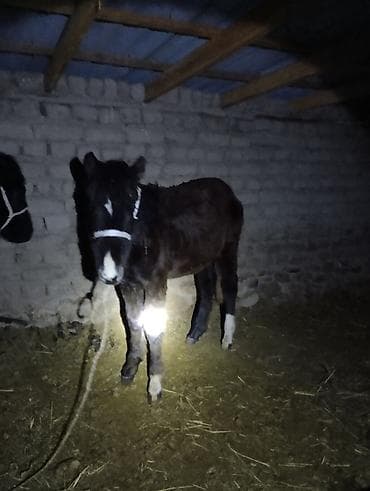 ат талас: Продаю | Жеребенок | Для разведения | Племенные — 3