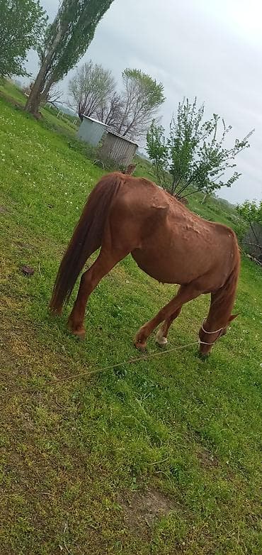 теленок сколько стоит: Продаю | Кобыла (самка) | Рабочий — 2