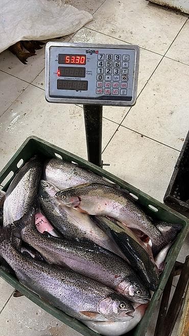 рыбное: Форель свежая каждый день выращенная на чистой воде. Размеры от 1-2+ — 4