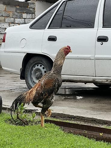 дакан хороз: Продаю | Петух | Бойцовая | Для разведения — 2