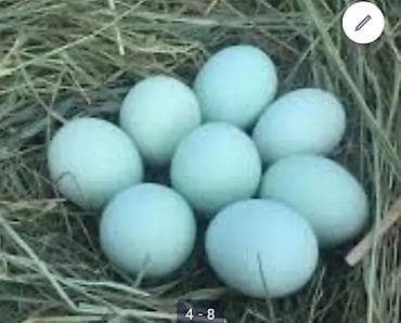 цыплята индюков цена: Продаю | Цыплята | Для разведения — 5