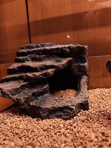 террариум: Террариум для гекконов, сцинков и других ящериц, полностью — 5