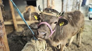 гусь купить: Продаю | Тёлка | Полукровка | На откорм | Привязанные — 2