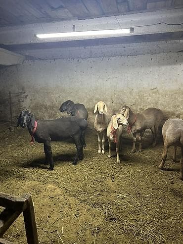 породистый теленок: Продаю | Ягненок | Для разведения — 5