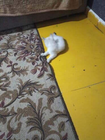 отдам в добрые руки котенка: Котята . отдам в хорошие руки. - На фото — помет из трёх котят: два — 3