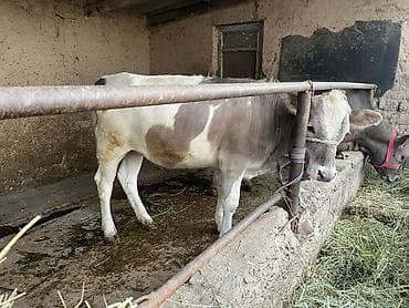 породистые бычки: Продаю | Тёлка | На откорм | Привязанные — 3