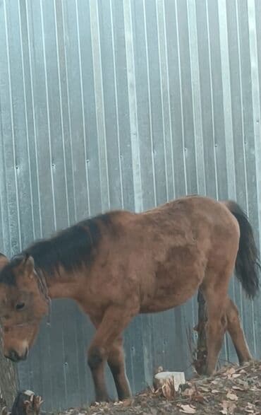 купить собаку доберман в бишкеке: Продаю | Жеребенок | Для разведения — 1