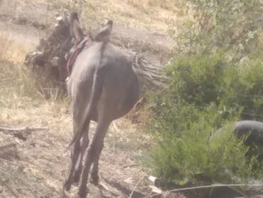 купить собаку чихуахуа: Сатам | Бээ (ургаачы) — 5