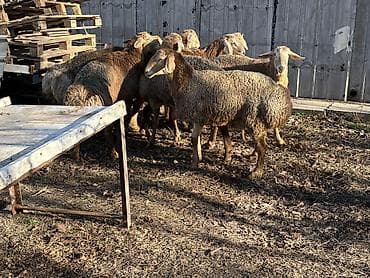 рыбы в кыргызстане: Продаю | Баран (самец) — 10