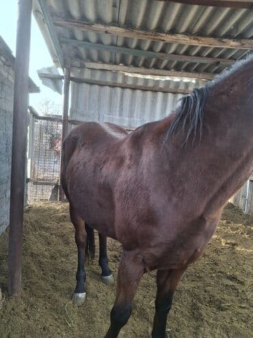 племенные коровы молочные купить: Продаю | Конь (самец) | Конный спорт — 5