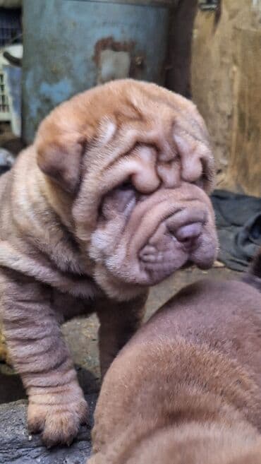 шпиц собака цена бишкек: Шарпей, 1 месяц, Самец — 1