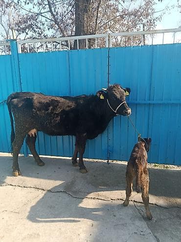 молоко осла: Продаю | Корова (самка) | Для молока | После отела — 5