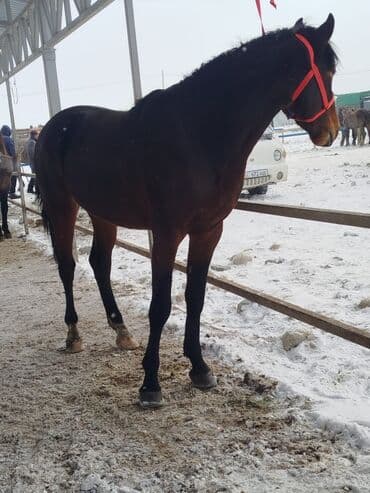 Продаю | Жеребец | Конный спорт | Племенные