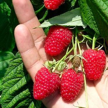 цена картофель: Малина Полана Штук по:30-35 — 3