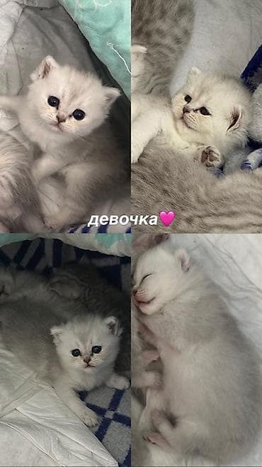 Мышыктар: Скотиш Страйт (Шотландиялык тик кулактуу), 1 айлык, Ургаачы, Күмүш өңдүү шиншилла, Лотокко барууга үйрөтүлгөн — 4