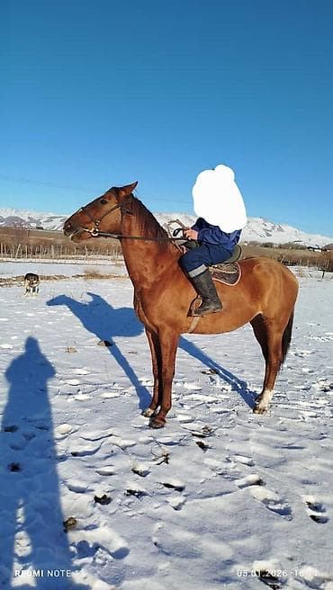 конь рабочий: Продаю | Жеребец | Полукровка | Рабочий | Осеменитель — 7