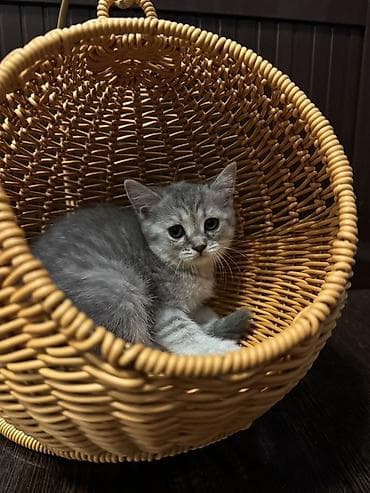 кошка шотланка: Скотиш Страйт (Шотландская прямоухая), 2 месяца, Девочка — 6