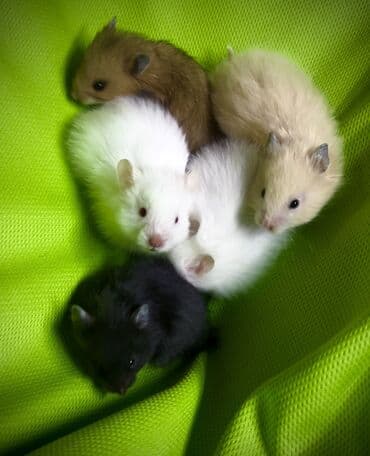 сирийские хомячки: Продаются хомячки джунгарские, сирийские, ангорские пушистые хомячки — 5