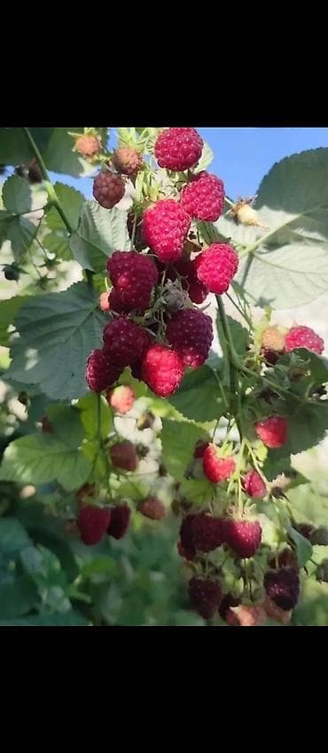 кой порода: Саженцы малины (сортотип крупноплодной летней малины) - Тип: плодовые — 2