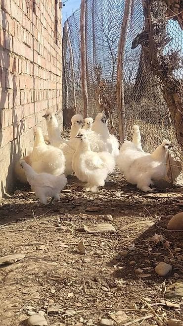 цена сфинкса: Продаю | Куры, Петух — 3