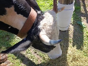 собака доберман сколько стоит: Продаю | Корова (самка) | Голштин | Для молока | Привязанные — 4