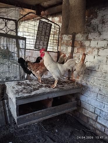 джерси петух: Продаю | Куры, Петух — 3