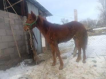 бычки в канте: Продаю | Жеребенок | Рабочий — 6