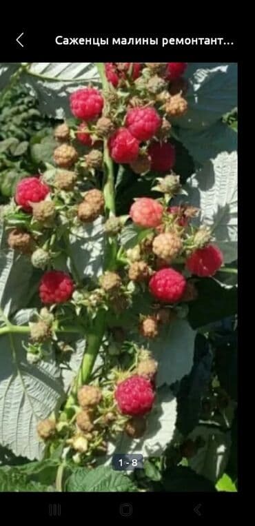 Садовые инструменты и инвентарь: Саженцы малины ремонтантной - Тип: ремонтантная малина — плодоносит — 2