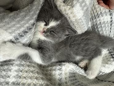 Кошки: Беспородная, 1 месяц, Девочка, Серый, С прививками — 2