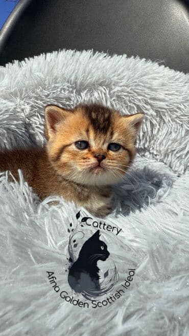 объявления о продаже собак: Британская короткошёрстная, 1 месяц, Мальчик, Золотая шиншилла, Приучена к лотку — 9