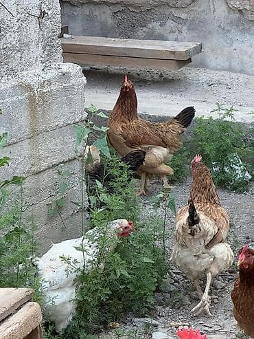 Животные: Продаю | Куры | Домашняя | Для разведения — 7