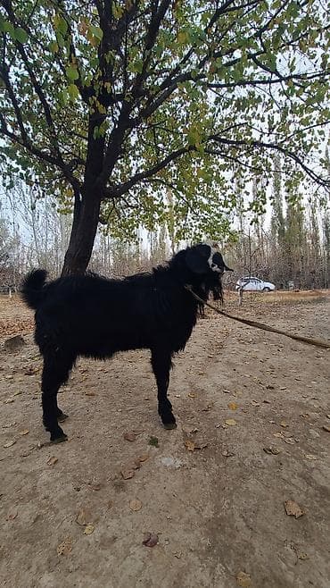 станок для стрижки овец: Продаю | Козёл (самец) | Для разведения | Племенные — 1