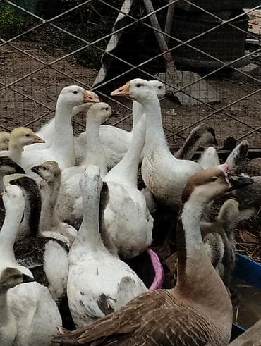 сколько стоит гусь: Срочная продажа! Гуси 2.5 месяца (меняют перо) от своей домашней — 2