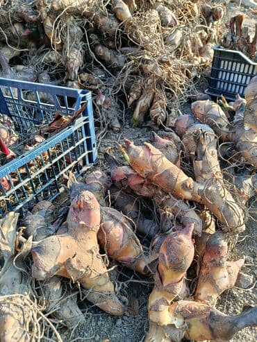 Саженцы цветка: Канна at lalafo.kg Саженцы цветка: Канна