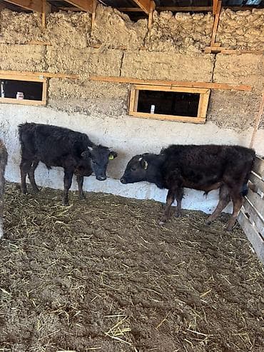 обмен на крс: Продаю | Бык (самец) | Полукровка | На откорм — 2