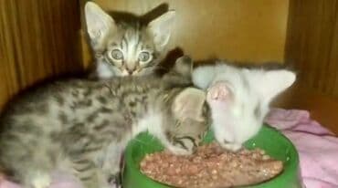 Бенгальская, 1 месяц, Мальчик, Золотая шиншилла