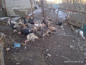 кунан байтал: Продаю | Индюшата | Полукровка | Для разведения | Племенные — 1