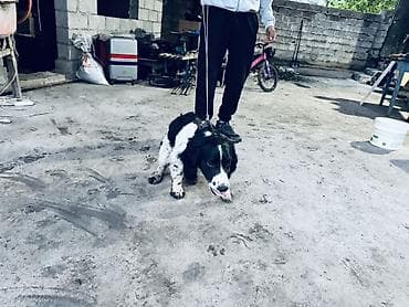 стерилизация собак бишкек цена: Английский спрингер-спаниель, черно-белый окрас с пятнами. Собака — 6