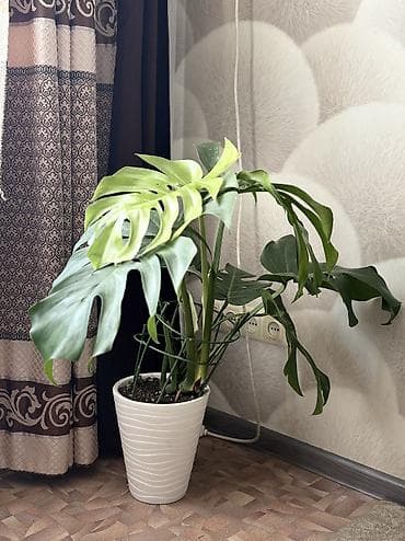 Монстера . 2000сом . Район Ахунбаева /Молдыбаева