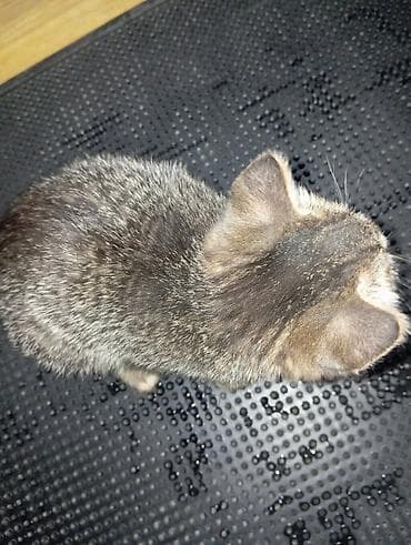 Кошки: Игривая полосатая кошечка (котёнок) - Окрас: тигровый табби — 1