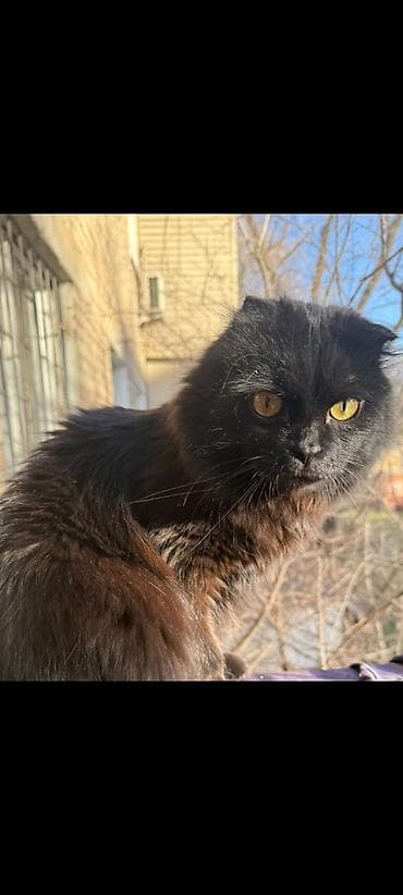 Потерялся кот район ТЭЦ.Черный вислоухий с шоколадным