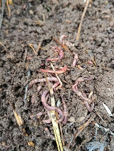 Солжылан биогумус чыгаруу учун, 1кг 100 сом кыгы менен болот