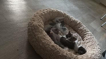 кокон гляс: Отдаю котят в добрый руки! Пишите — 3