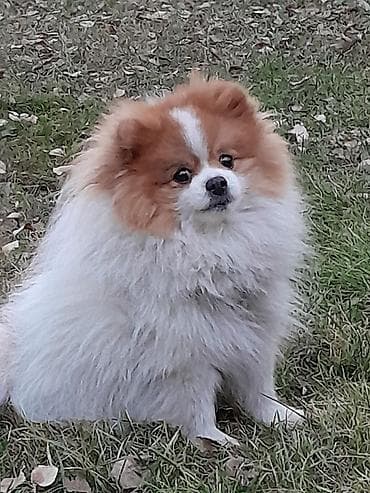 загородный дом: 18 м², 2 комнаты, Амбарная — 1