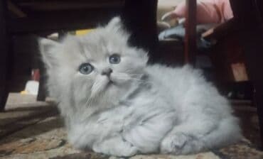 Собаки: Готовы к продаже котята, метисы Описание: Готовы к продаже котята — 1