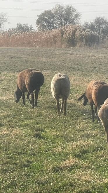 продам козу дойную: Продаю | Овца (самка) | Для разведения | Матка — 2