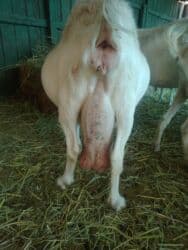 собака доберман цена: Продаю | Коза (самка), Козёл (самец) | Битал, Зааненская | Для разведения | Племенные — 27