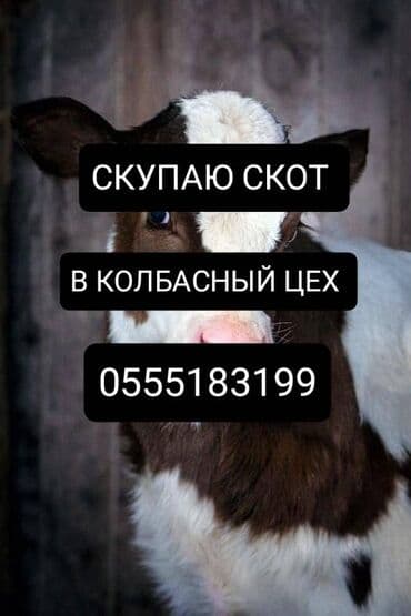 Балыктар: Сатып алам | Уйлар, букалар, Жылкылар, аттар | Күнү-түнү, Бардык шартта, Союуга, этке — 1